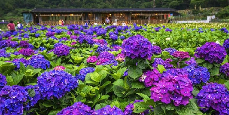 初夏賞花好時節四大繡球花海浪漫綻放 初夏賞花好時節四大繡球花海浪漫綻放