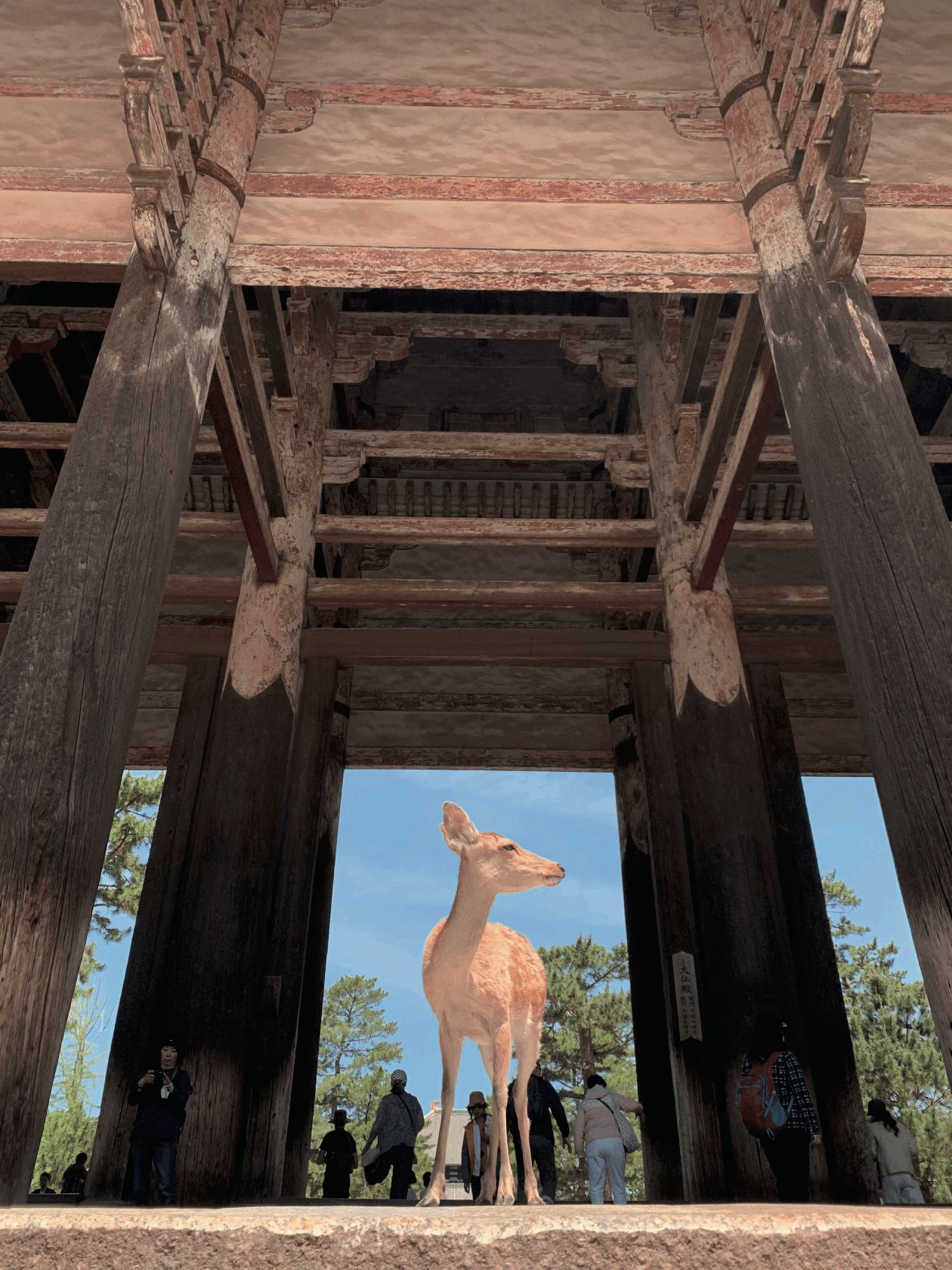 奈良大廟巡禮！不只餵鹿吃仙貝，還有世界級遺產